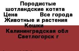 Породистые шотландские котята. › Цена ­ 5 000 - Все города Животные и растения » Кошки   . Калининградская обл.,Светлогорск г.